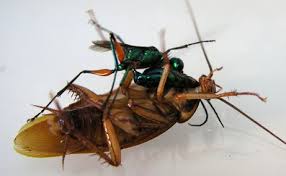 Emerald Cockroach Wasp